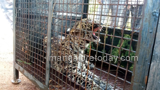 leopard kundapur